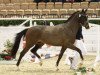 dressage horse Proud Rooney (German Riding Pony, 2012, from Proud Rocketti)