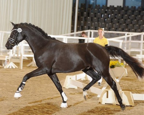stallion PAV Socke - Der kleine Rabe (German Riding Pony, 2012, from Strahlemann)