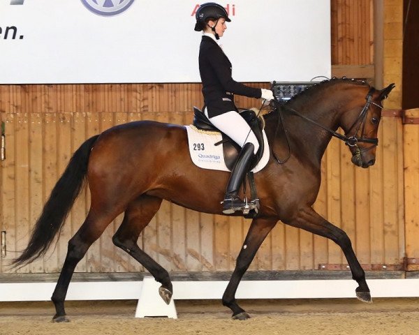 Zuchtstute Quadriga's Fuerstenqueen (Oldenburger, 2010, von Fürstenball)