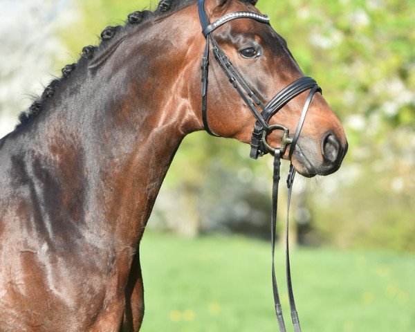 stallion Lord Fittipaldi M (Rhinelander, 2010, from Lord Loxley I)