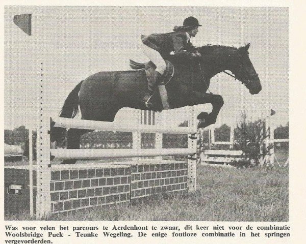 horse Woolsbridge Puck (New Forest Pony,  , from Forest Horse)