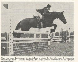 horse Woolsbridge Puck (New Forest Pony,  , from Forest Horse)