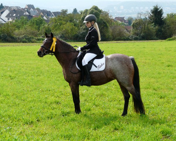 dressage horse Tinka (Welsh, 1998)