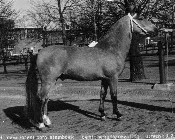 Deckhengst Broadlands Blenheim Orange (New-Forest-Pony, 1962, von Knightwood Spitfire)