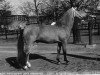Deckhengst Broadlands Blenheim Orange (New-Forest-Pony, 1962, von Knightwood Spitfire)
