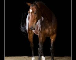 jumper Caprice de la vie (Hanoverian, 2007, from Contendro I)