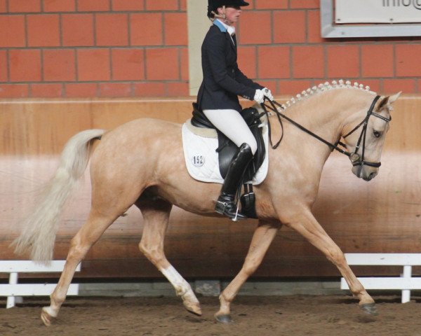 dressage horse William B 4 (German Riding Pony, 2010, from White Gold B)