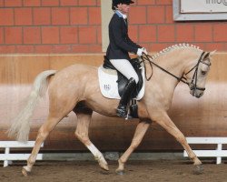 Dressurpferd William B 4 (Deutsches Reitpony, 2010, von White Gold B)