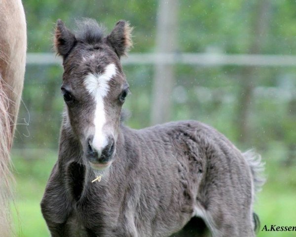 horse Epona (Welsh mountain pony (SEK.A), 2012, from Boniface Llewelyn)