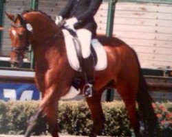 dressage horse Zanetti 3 (KWPN (Royal Dutch Sporthorse), 2004, from Painted Black)