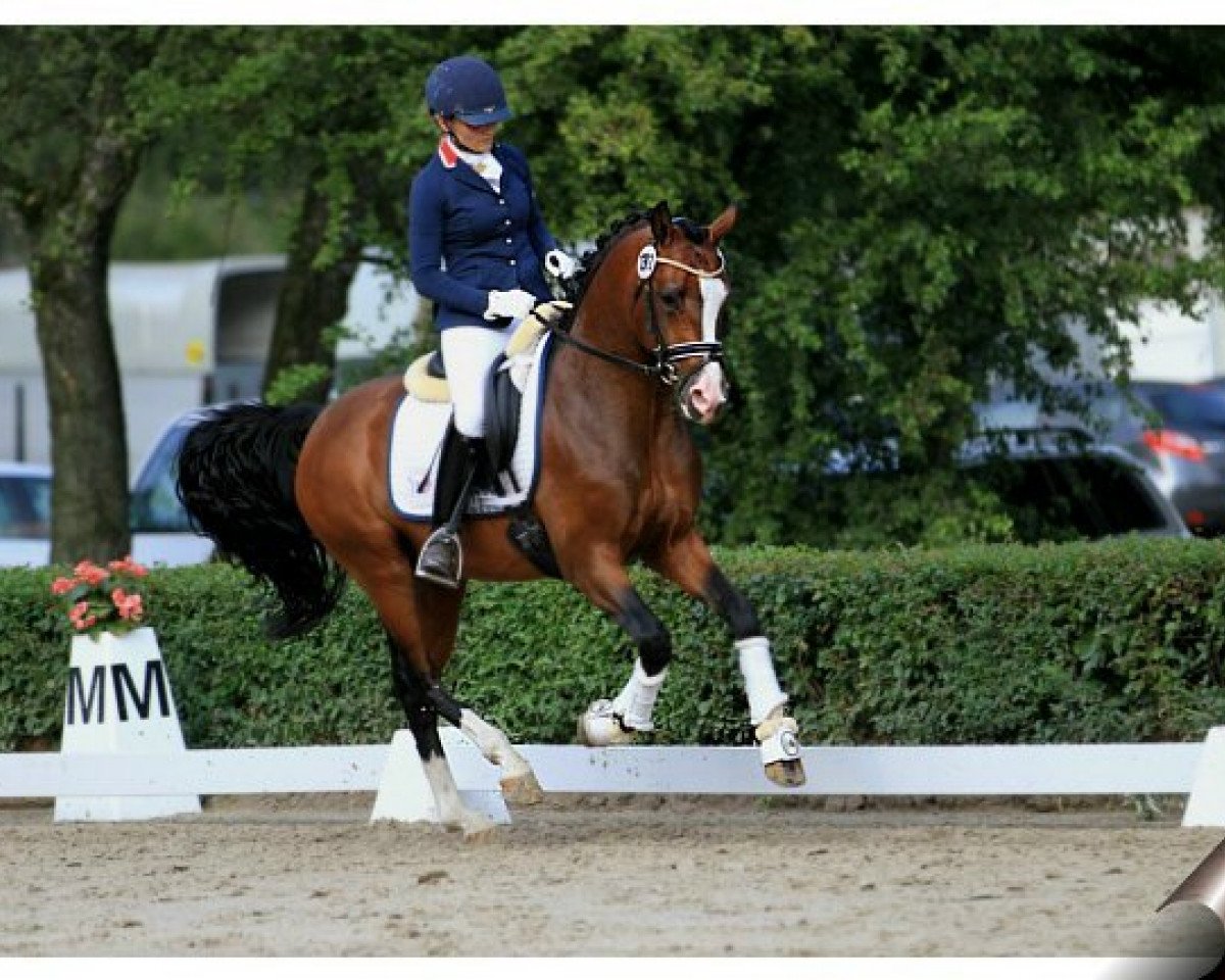 stallion Tackmann's Nougatherz (German Riding Pony, 2010, from Heidbergs Nancho Nova)
