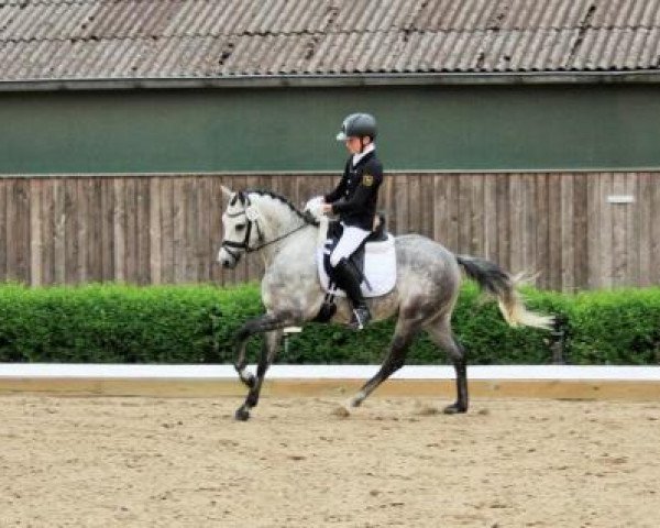 dressage horse Grenzhoehes My Excuse (German Riding Pony, 2010, from Grenzhoehes My Ken)