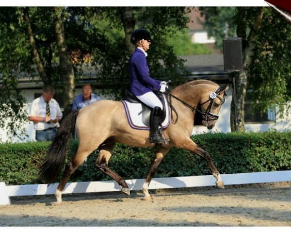 stallion Golden Sunlight 4 (German Riding Pony, 2010, from FS Golden Moonlight)