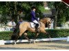 Deckhengst Golden Sunlight 4 (Deutsches Reitpony, 2010, von FS Golden Moonlight)