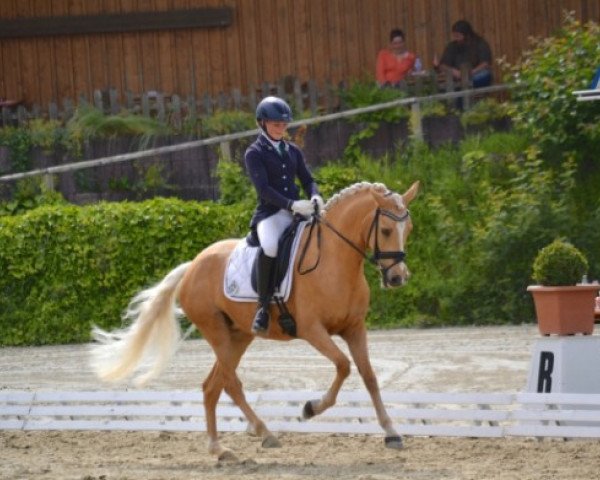 dressage horse Equinox Vanilla Sky (German Riding Pony, 2010, from Rheingold)