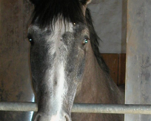 horse Landioso's Jazzman (Württemberger, 1999, from Landioso)