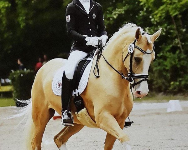 dressage horse CTS Fair Lady (German Riding Pony, 2010, from Casino Royale K WE)