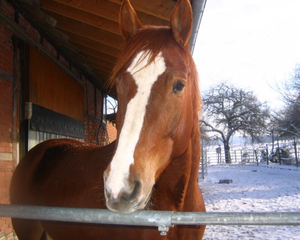 horse Piccola (Württemberger, 2003, from Platini)