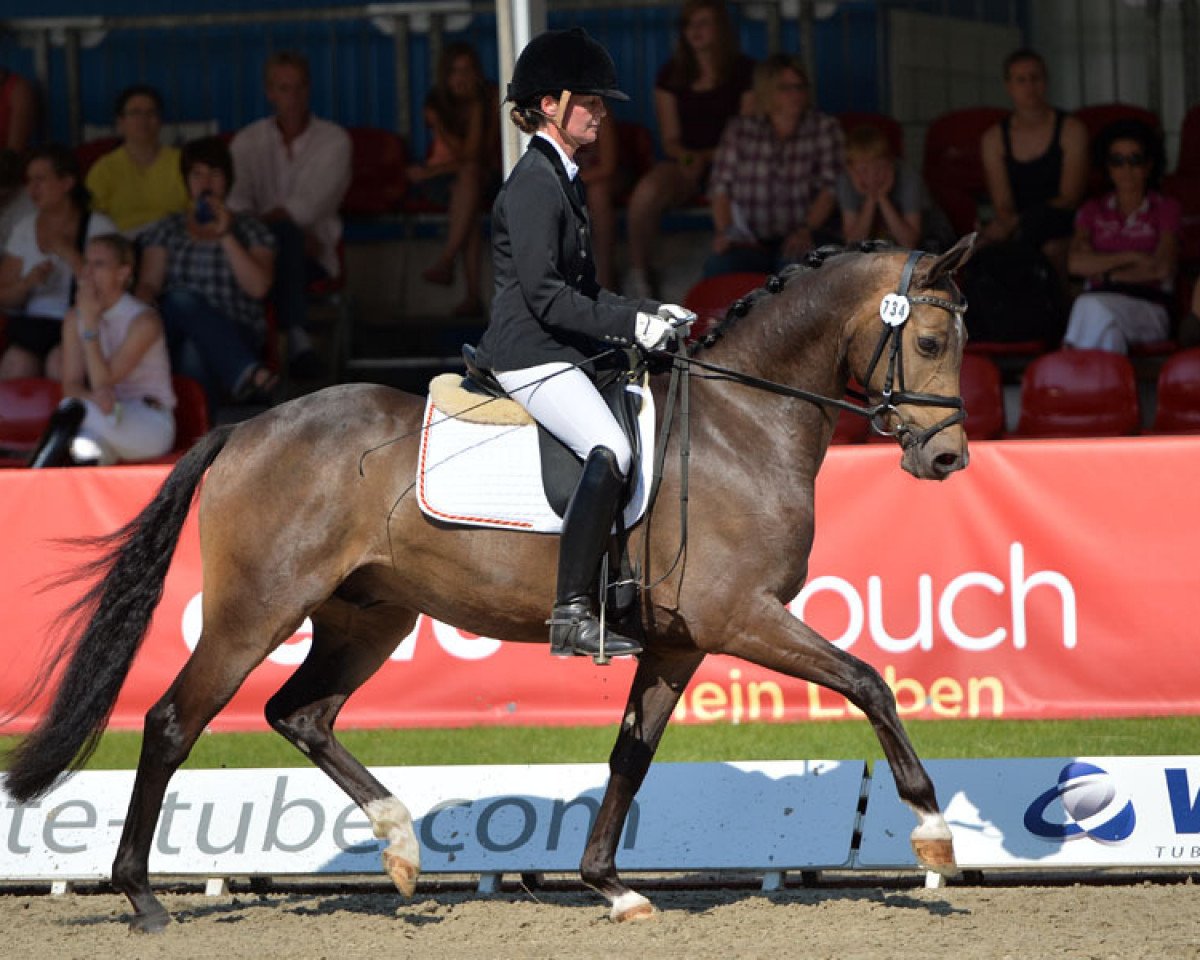 dressage horse Cosimo P (German Riding Pony, 2010, from FS Champion de Luxe)