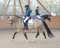 Deckhengst Champagner de Lux WE (Deutsches Reitpony, 2009, von FS Champion de Luxe)