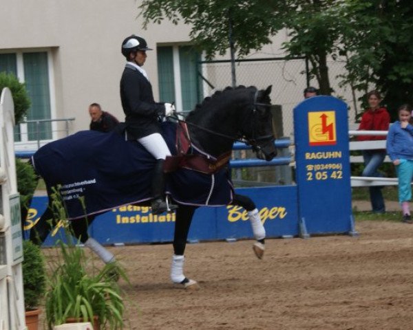 dressage horse Lutalo (German Sport Horse, 2010, from L'Ami)