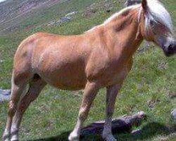 Zuchtstute Ornella (Haflinger,  , von 1338 Afghan II)