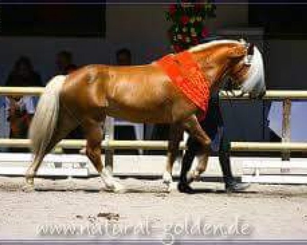 stallion Novembernebel (Haflinger, 2001, from Nordtirol)