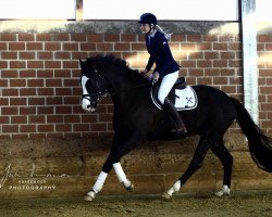 jumper Revival 11 (Hanoverian, 2010, from Retoucheur)