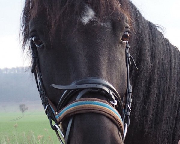 dressage horse Donau Graf (Trakehner, 2010, from Imperio 3)