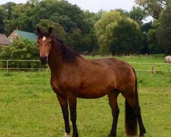 broodmare Rhapsodie (Oldenburg, 2010, from Repertoire 4)