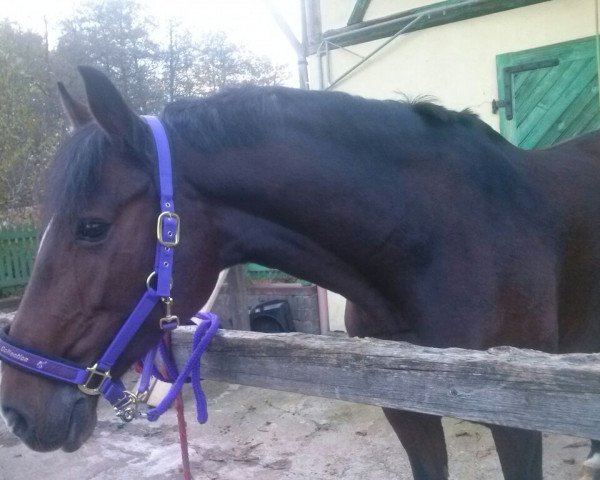 dressage horse Conchita 79 (Holsteiner, 2003, from Carnando)