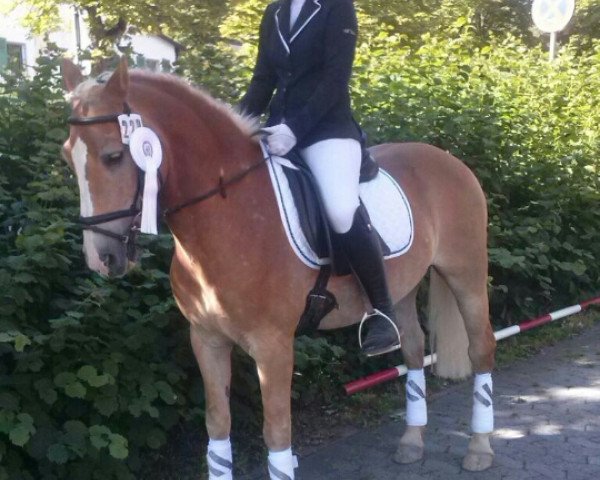 dressage horse Merkur 150 (Haflinger, 1993, from Magnet)