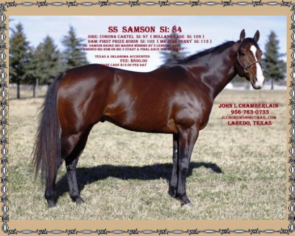 stallion SS Samson (Quarter Horse, 2009, from Corona Cartel)