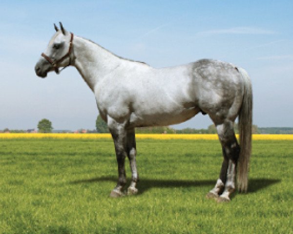 stallion Sailin Corona (Quarter Horse, 2003, from Corona Cartel)