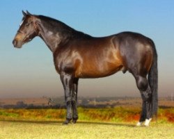 stallion Corona King (Quarter Horse, 1995, from Chicks Beduino)