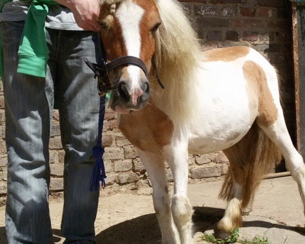 horse Hannah v.d. Middenschans (Shetland Pony, 2014, from Pinto v.d. Olde Maten)