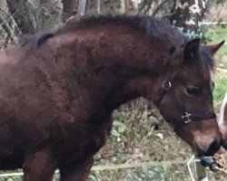 dressage horse Gutemine (German Riding Pony, 2021, from Gluckspilz Wf)