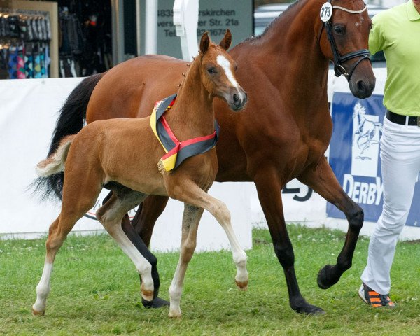 stallion Next Generation 6 (German Riding Pony, 2015, from Fs Numero Uno)