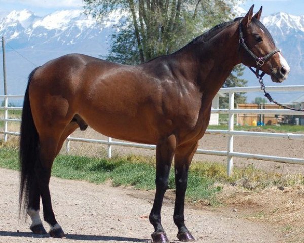 stallion Lovin This Corona (Quarter Horse, 2007, from First Down Dash)