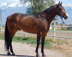 Deckhengst Lovin This Corona (Quarter Horse, 2007, von First Down Dash)