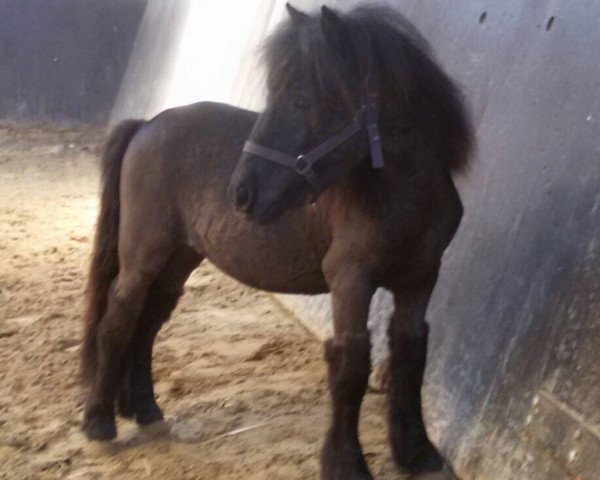 Pferd Hekyta V.D. Buitenweg (Shetland Pony, 2014, von Charmeur v.d. Bloemhof)