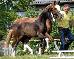 broodmare Zöthens Charisma E (German Riding Pony, 2015, from Nutrix)