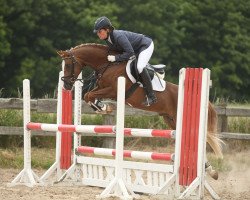 stallion Galgenberghof's Little Luck (German Riding Pony, 2010, from Little Big Man)