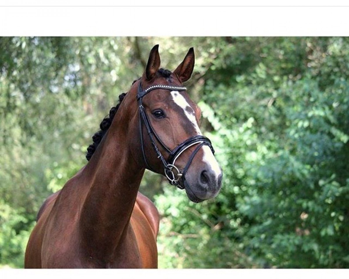 Dressurpferd Wild Wind 4 (Hannoveraner, 2009, von Wind Dancer)