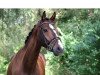 dressage horse Wild Wind 4 (Hanoverian, 2009, from Wind Dancer)