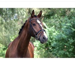 dressage horse Wild Wind 4 (Hanoverian, 2009, from Wind Dancer)