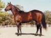 Deckhengst Corona Cartel (Quarter Horse, 1994, von Holland Ease)