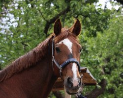 dressage horse Reika B (Hanoverian, 2007, from Riverside)