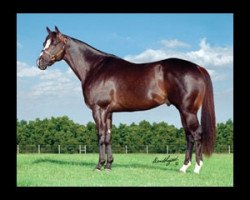 stallion PYC Paint Your Wagon (Quarter Horse, 2003, from Corona Cartel)