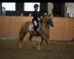 Deckhengst Hendrikhoeve´s Arnold (Welsh Mountain Pony (Sek.A), 2001, von Colne Heartsease)